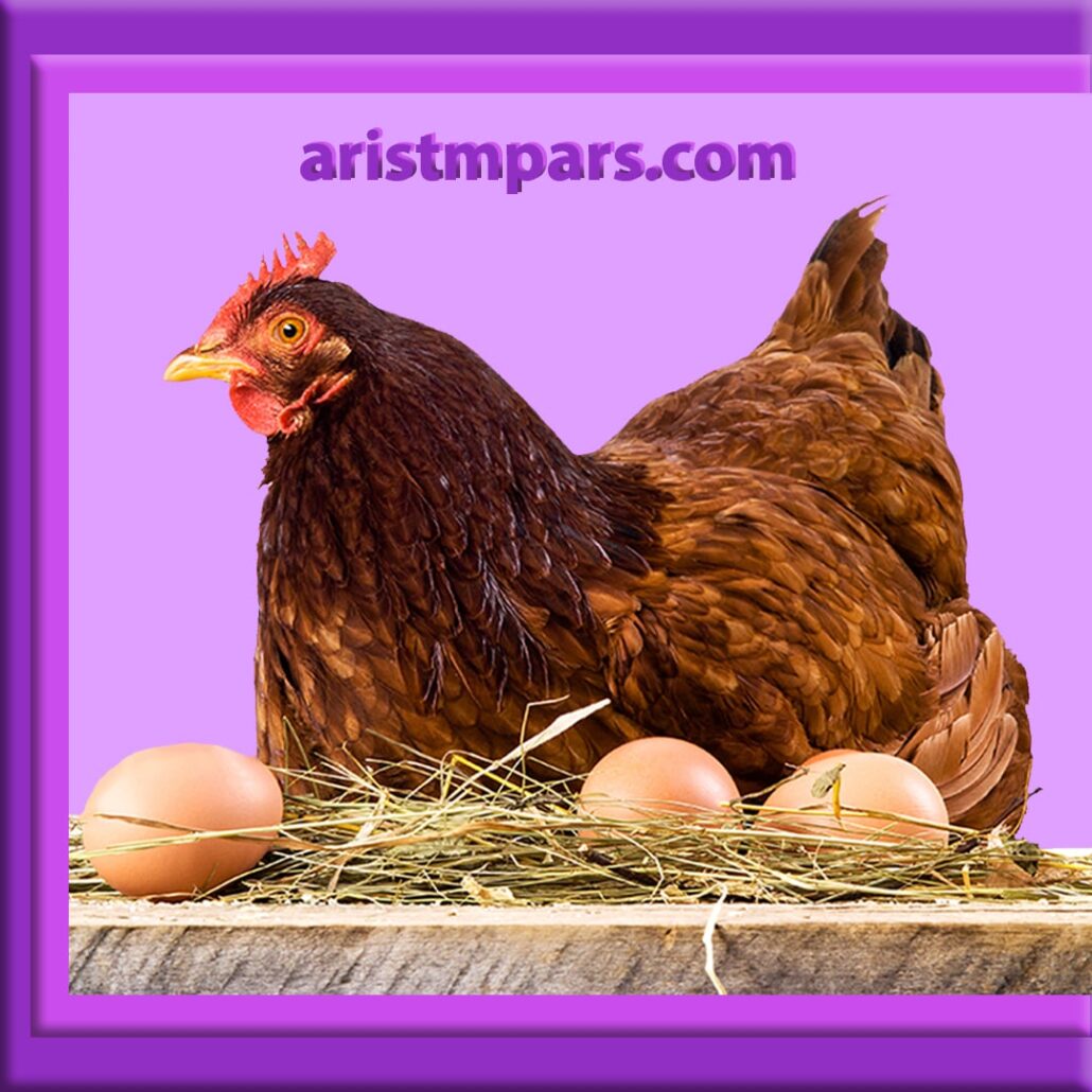 خوراک مرغ تخم گذار